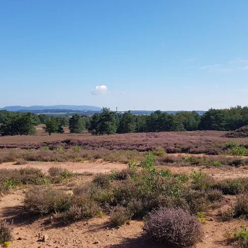 Eine weite Landschaft mit lila blühender Heide und vereinzelten Bäumen. Der Himmel ist klar und blau, im Hintergrund sind sanfte Hügel zu sehen.