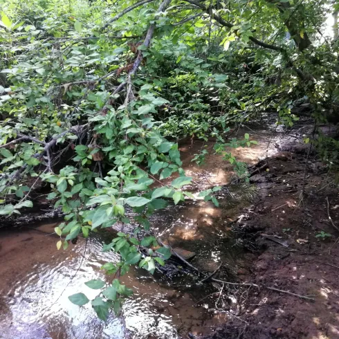 Naturbelassen fließt der Bach bei Heuchelheim Naturbelassen fließt der Bach bei Heuchelheim