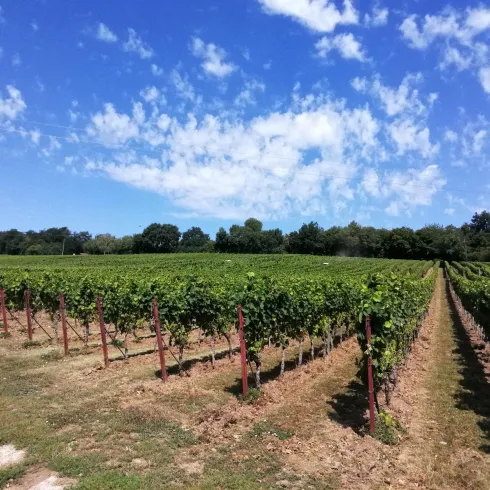 Ein sonniger Weinberg mit grünen Reben und einem klaren blauen Himmel. Die Reihen der Traubenpflanzen erstrecken sich bis zum Horizont.