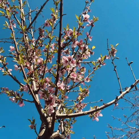 Ein blühender Baum mit rosa Blüten vor einem klaren blauen Himmel. Die frischen Blätter verleihen der Szene einen lebendigen Touch.