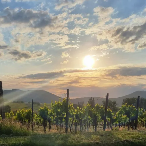 Weinlage im Sonnenuntergang.