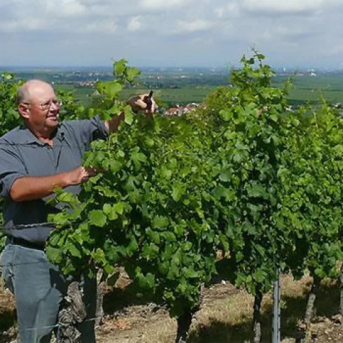 Ein Bild ddes Winzers Robert Anthon bei seiner Arbeit in den Weinreben.