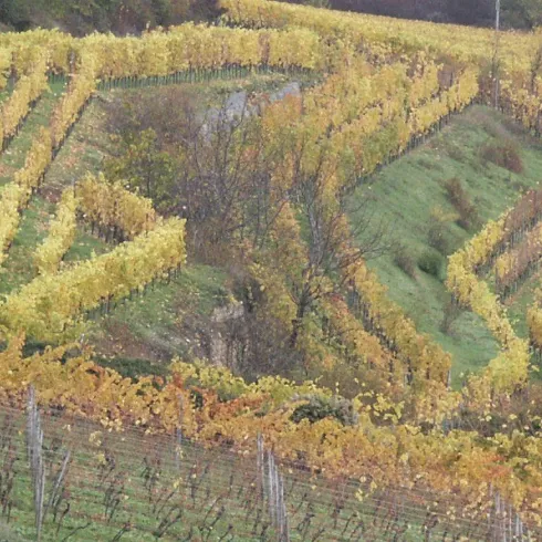 Kallstadt - Saumagen als Weinlage (© Urlaubsregion Freinsheim)