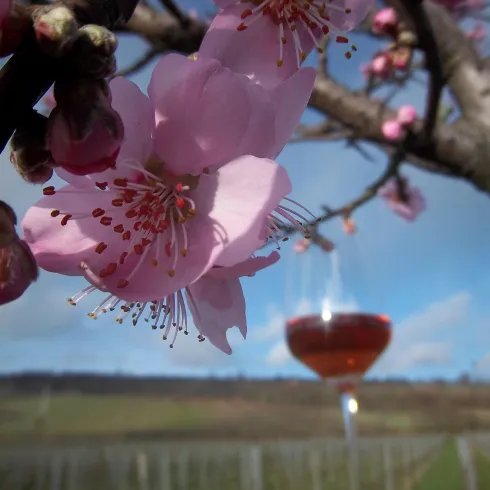 100_4253 (© Dominique Christ)