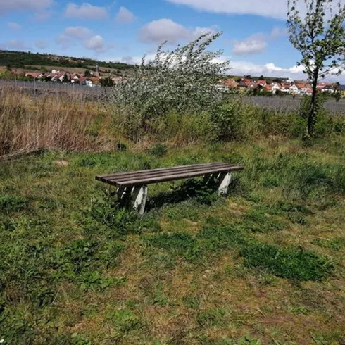 Eine Holzbank die hinter einem Busch und einem Baum steht. Neben der Bank ist eine Landschft.