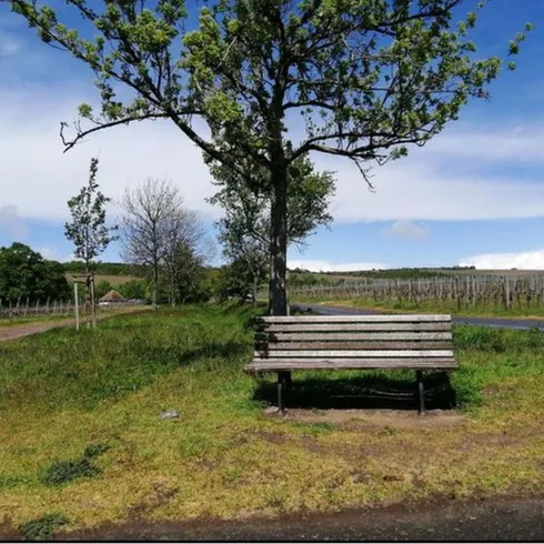 Eine Bank aus Holz in einer grünen Fläche, diese Grünflache ist bewachsen mit Gebüsch und Bäumen.