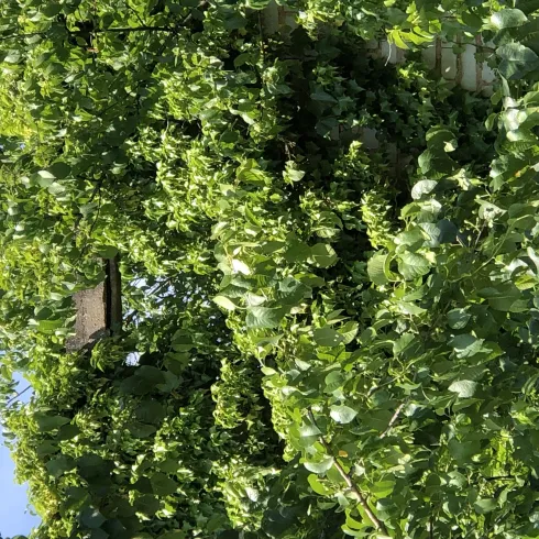 Ein Teil eines grün geblüten Baumes.