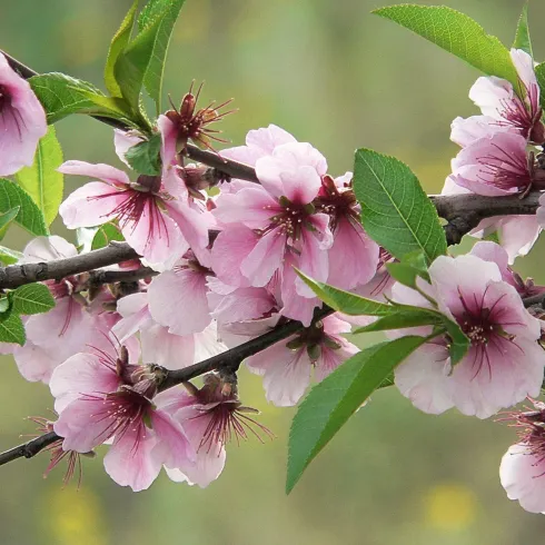 rosa Mandelblüte (© Urlaubsregion Freinsheim)