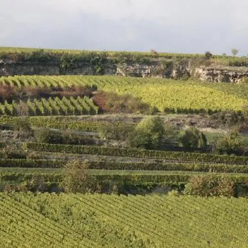 Weinlage Saumagen, Weinberge (© Urlaubsregion Freinsheim)