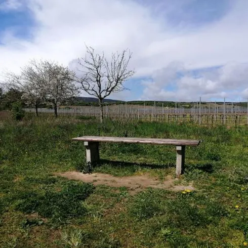 Eine Holzbank auf einer Grünfläche direkt neben den Weinreeben.