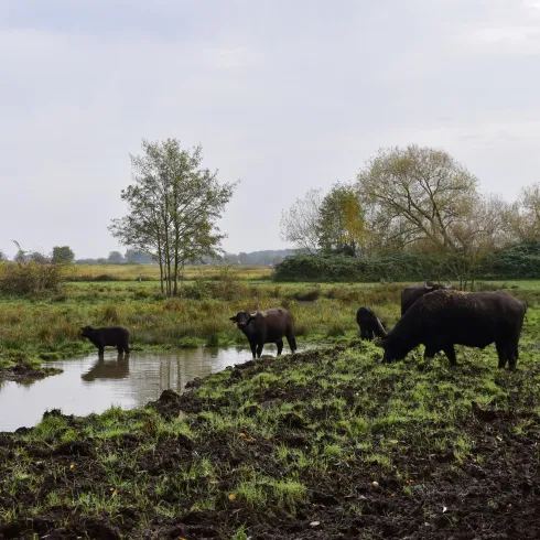 Eine Gruppe von schwarzen Kühen steht am Ufer eines kleinen Teiches. Im Hintergrund sind Bäume und eine grüne Landschaft zu sehen.