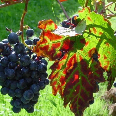 Weinbau Heinrich Rau 1