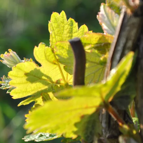 Weingut Hermann Weisbrodt 1
