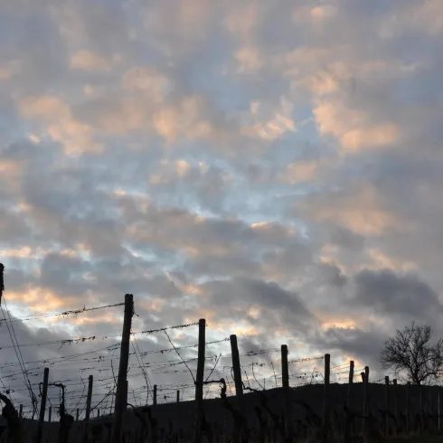 Weinmotiv 1
