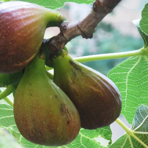 Brennerei Franz-Josef Rau 1