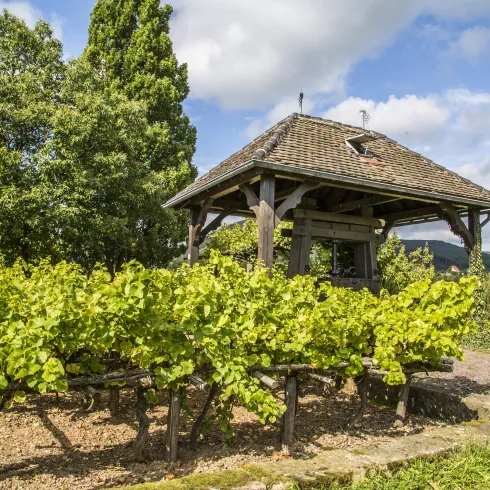 Eine malerische Weinberglandschaft mit einem Holzpavillon und üppigen Weinreben. Im Hintergrund sind Bäume und ein blauer Himmel zu sehen.
