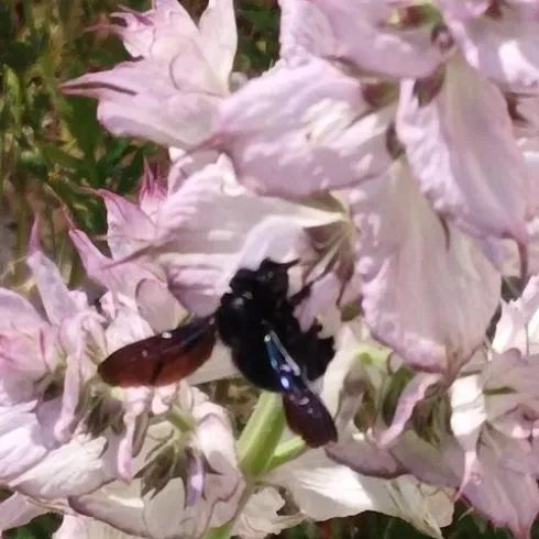 Eine schwarze Biene sitzt auf einer blühenden, hellrosa Pflanze. Die Blüten sind zart und die Umgebung scheint sonnig.