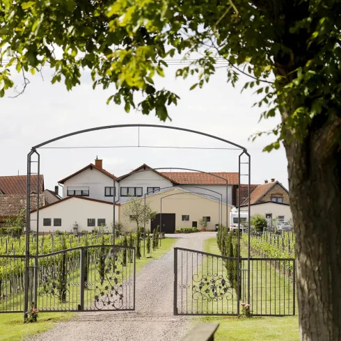 Eine malerische Weinfarm mit einem hübschen Eingangstor und Weinreben im Vordergrund. Im Hintergrund sind die Gebäude der Farm sichtbar.