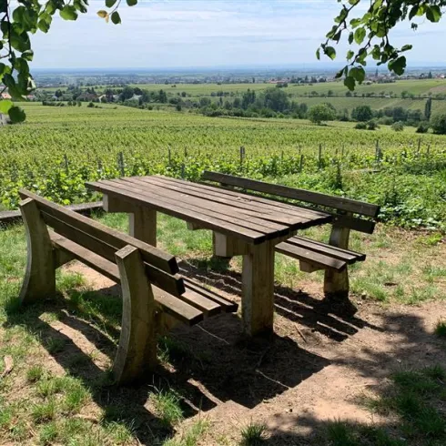 Ein rustikaler Holztisch mit Bänken steht inmitten von Weinbergen. Im Hintergrund erstreckt sich eine malerische Landschaft mit einem klaren Himmel.