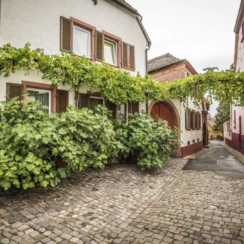 Stadt Edenkoben (© Verein SÜW, T. Kujat)