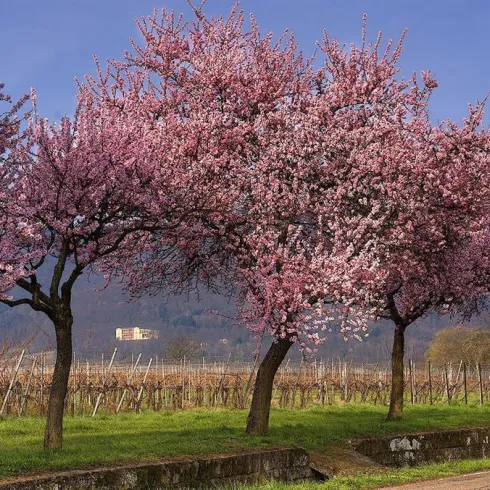 1 (© Erik Bullinger)