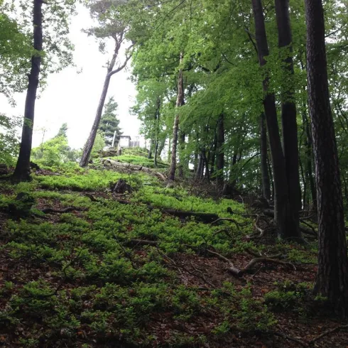 Ein grüner Wald mit hohen Bäumen und üppigem Unterholz. Im Hintergrund ist ein Hügel sichtbar, der teilweise von Bäumen bedeckt ist.