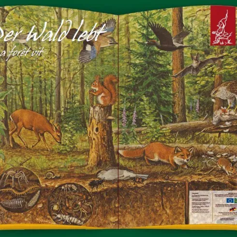 Ein aufgeschlagenes Buch über den Wald mit verschiedenen Tieren und Pflanzen. Es zeigt einen jagenden Fuchs, einen Eichhörnchen und Vögel in einer grünen Waldlandschaft.