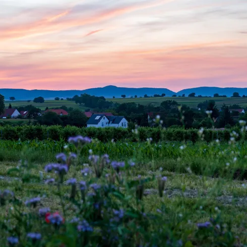 Dierbach im Sonnenuntergang (© Tourismusverein Bad Bergzaberner Land e.V.)