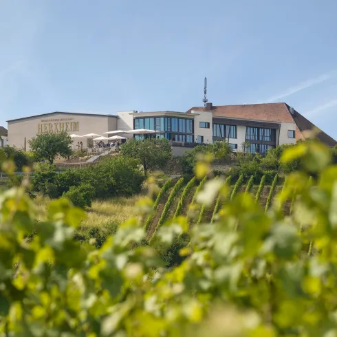 Die Winzergenossenschaft, das Gebäude von der Außenansicht. Im voedergrund sieht man die davor liegenden Weinberge.