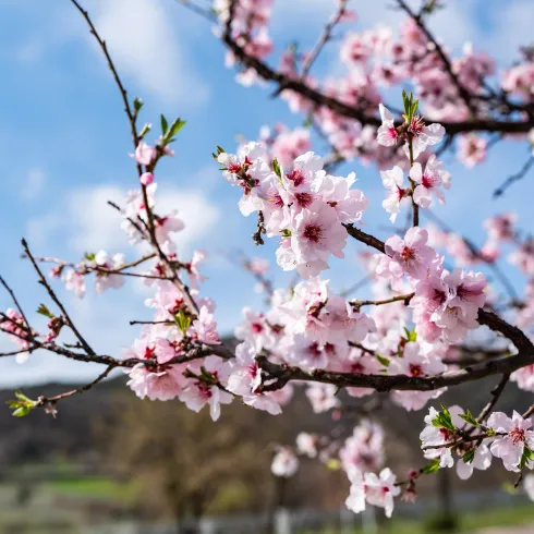 Mandelblüte (© Pfalztouristik)