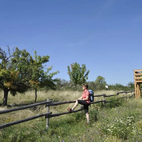 Aussichtsplattfor ins Naturschutzgebiet (© Urlaubsregion Freinsheim)