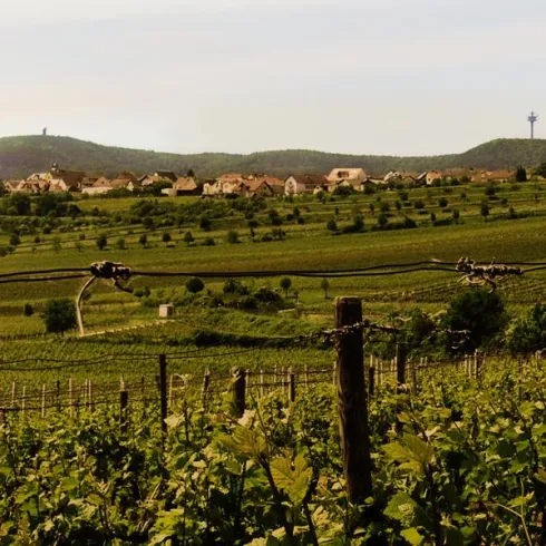 Weingut Gabel, Weinberg (© Weingut Gabel) Weingut Gabel, Weinberg (© Weingut Gabel)