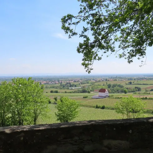 Vom Balkon der Pfalz, Blick in die Rheinebene (© EM Urlaubsregion Freinsheim)