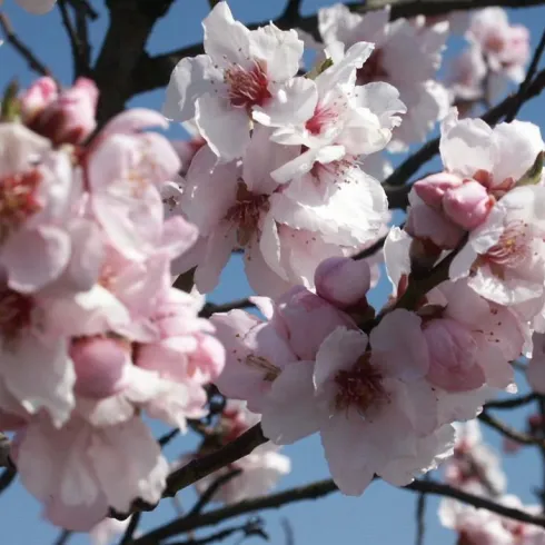 Frühlingsmarkt (© Elke Metzger)