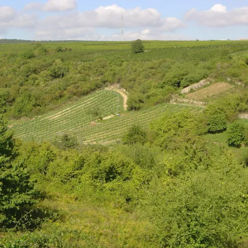 Herxheim am Berg - Berntal Bild 1 (© Urlaubsregion Freinsheim)