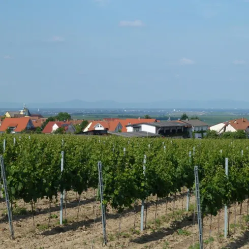 Weingut Becker - Ansicht durch die Reben (© Urlaubsregion Freinsheim)
