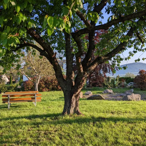 Picknickbank neben einem Baum.