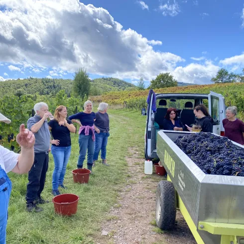 Eine Gruppe von Menschen erntet Trauben in einem Weinberg. Im Hintergrund sieht man die malerische Landschaft und den blauen Himmel.