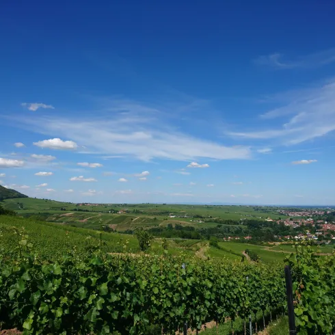 Weinbergsblick auf den Haardtrand und Geilweilerhof.