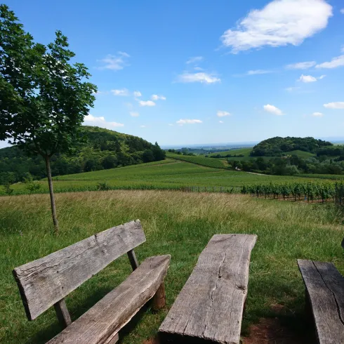 Eine malerische Aussicht auf sanfte Hügel und grüne Wiesen. Im Vordergrund stehen hölzerne Bänke unter einem Baum.