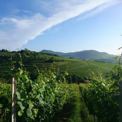 Blick auf den Kastanienbusch im Sommer (© Nicola Hoffelder, Landau-Land)