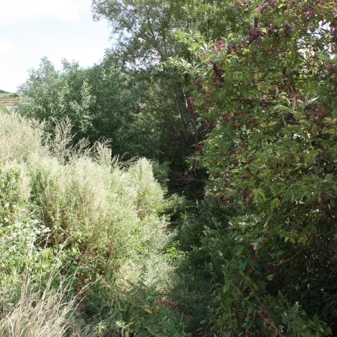 Ein dichter Weg durch tiefes Gras und Sträucher. Die Umgebung ist grün und natürlich.