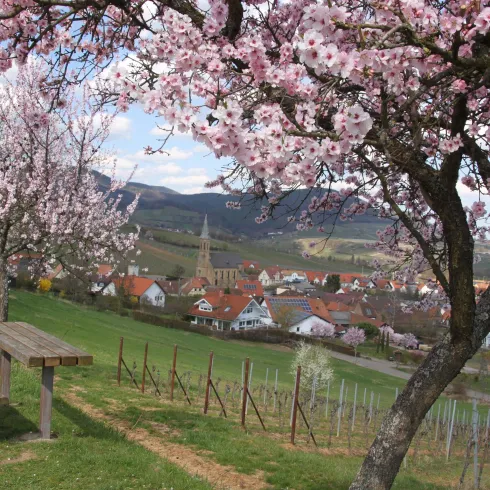 Eine malerische Landschaft mit blühenden Kirschbäumen und einem Blick auf ein charmantes Dorf. Im Hintergrund sind sanfte Hügel und Weinreben zu sehen.