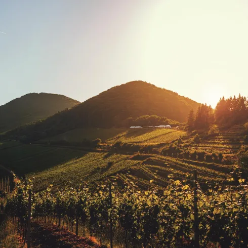 Eine malerische Landschaft mit Weinbergen und sanften Hügeln. Die Sonne geht hinter den Bergen unter und taucht die Szene in warmes Licht.