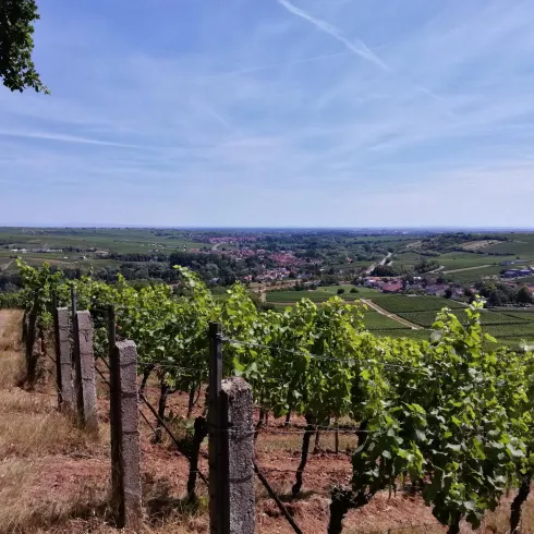 Blick ins Queichtal Blick ins Queichtal
