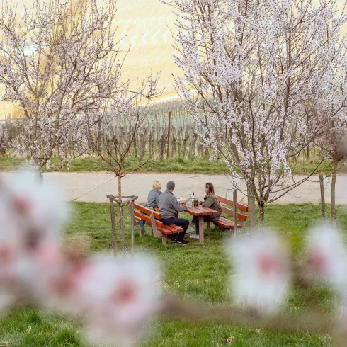Picknicken unter Mandelblüten