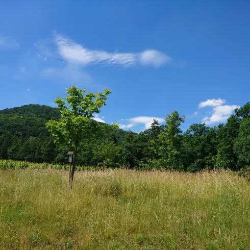 Auf der Anlage "Baum des Jahres"... (© Nicola Hoffelder, Landau-Land)