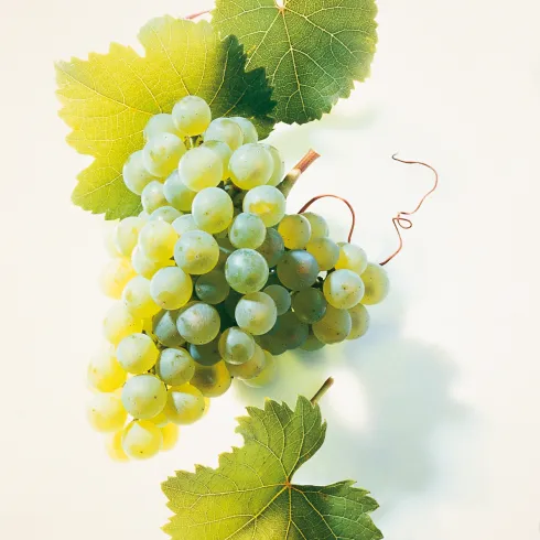 Riesling