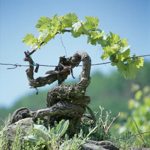 Weinbautechniker will uralte Rebsorten vor dem Aussterben bewahren