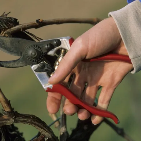 Wie die Winzer den Reben neue Kraft geben